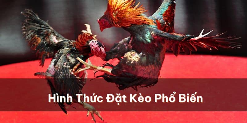 Hình thức đặt kèo phổ biến dễ dàng cho người mới tham gia 