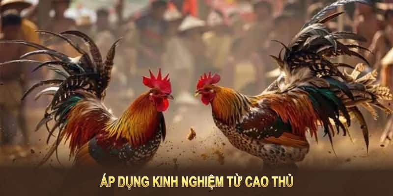 Đá gà 789win dễ thắng hơn nếu áp dụng kinh nghiệm từ cao thủ